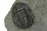Diademaproetus Trilobite Fossil - Morocco #249887-1